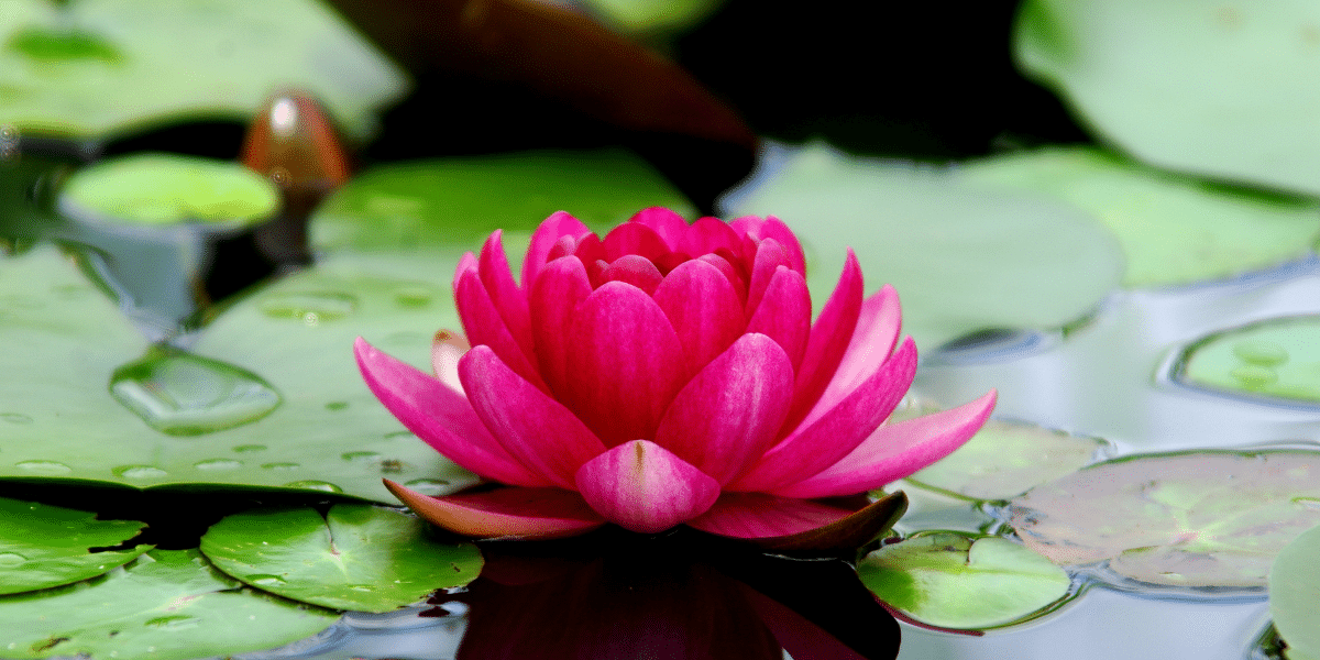 India National Flower Lotus